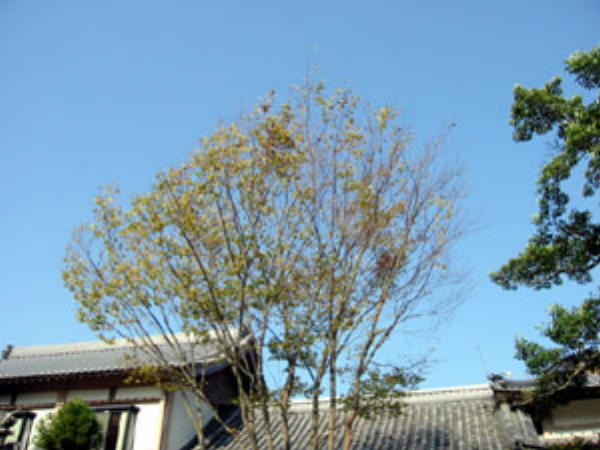 大日寺境内の木