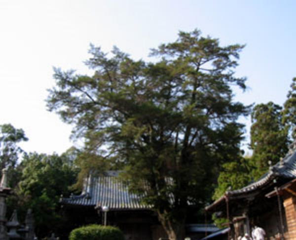 常楽寺本堂前の櫟の木