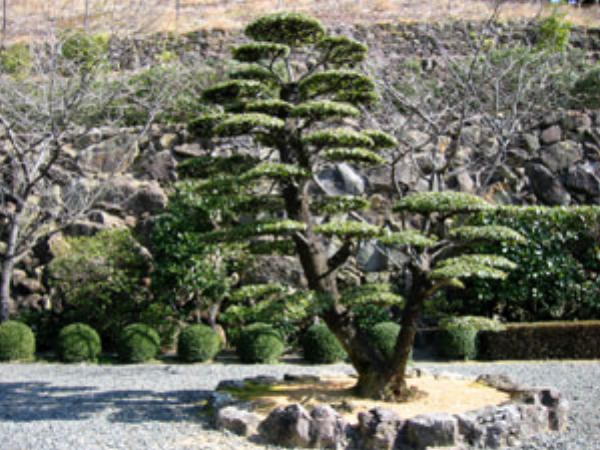 神峯寺境内の植木